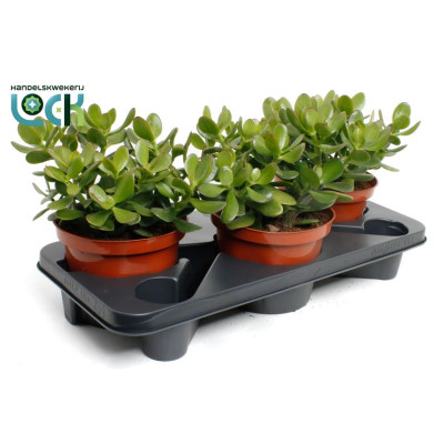 .Crass Ovata pot 17 35cm