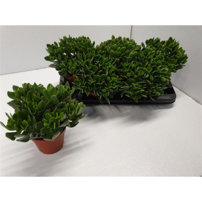 .Crass Sunset pot 13 23cm