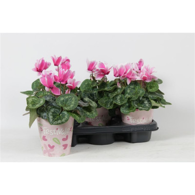 .Cycl Gr Love Moments pot...