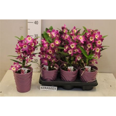 .Dend Nobile pot 12 35cm cera