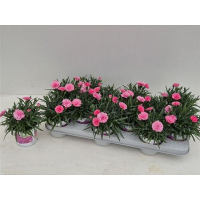 .Dian I Love U pot 10.5 20cm