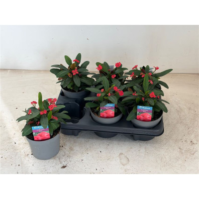 .Euphor Mi Maxi Olymp pot...