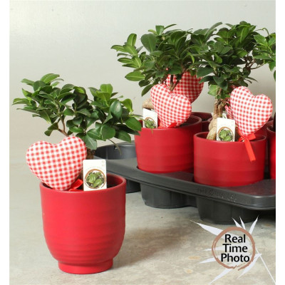 .Fic Mi Ginseng pot 15 35cm...