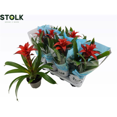 .Guzm Calypso pot 14 45cm