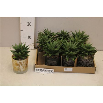 .Hawo Limifolia pot 9 15cm...