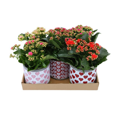 .Kal Ge Gem pot 12 25cm cera