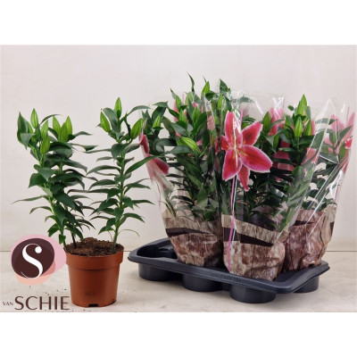 .Lil Or Magny Cours pot 17...