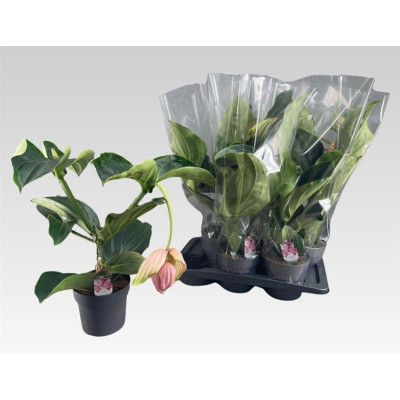 .Medin Mag pot 17 55cm