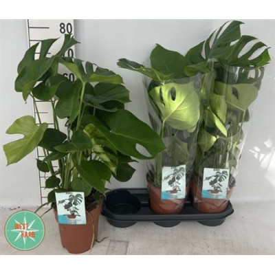 .Monstera Deliciosa pot 19...