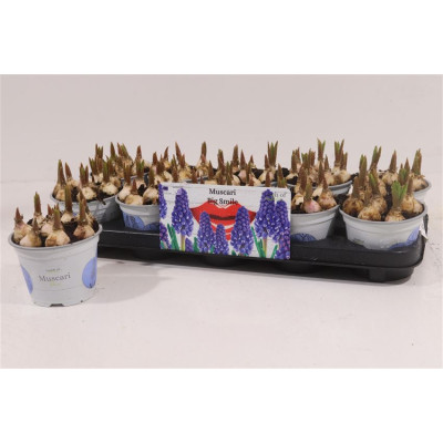 .Muscar Big Smile pot 12 16cm