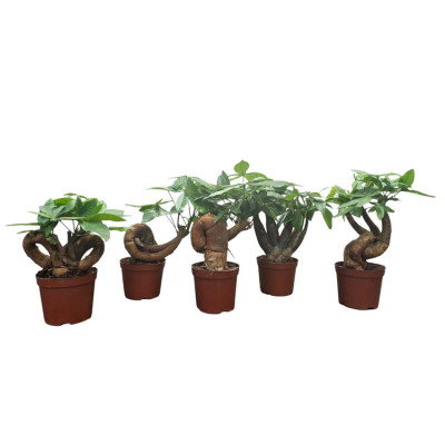 .Pachira Aquatica pot 10.5...