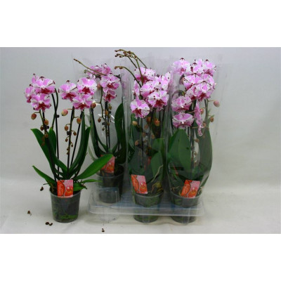 .Phal El Cascade pot 12...