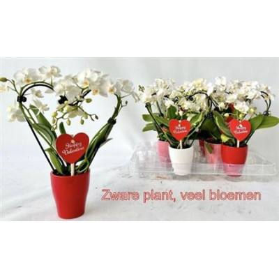 .Phal Mini pot 6 25cm cera...