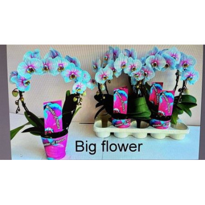 .Phal Ov pot 12 45cm 16fl...