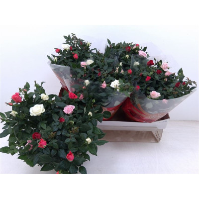 .Ro Fav Festiv Gem Ip ot 20...