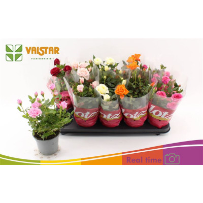 .Ro Lotz Of Gem 5 Kl pot 12...