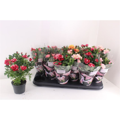 .Ro Victory Gem pot 10.5 28cm