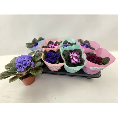 .Saintp Gem pot 12 20cm