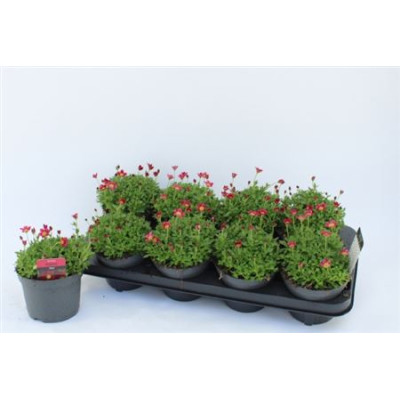 .Saxif Ar Peter Pan pot 13...