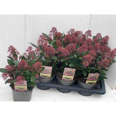 .Skim J Rubella pot 17 35cm