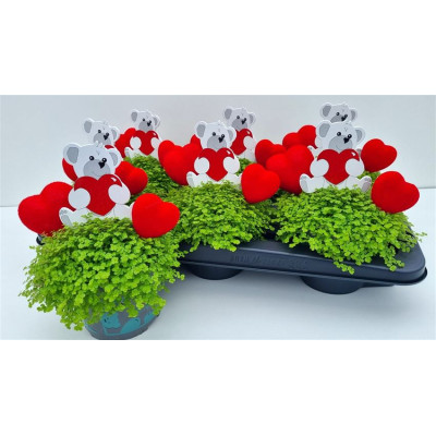 .Solei Sol Aurea pot 13...