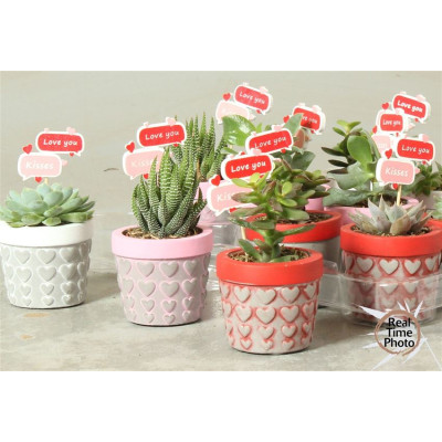 .Succ Ov pot 7 15cm cera coeur