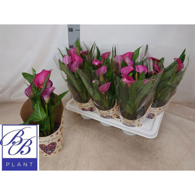 .Zant Ov pot 14 40cm