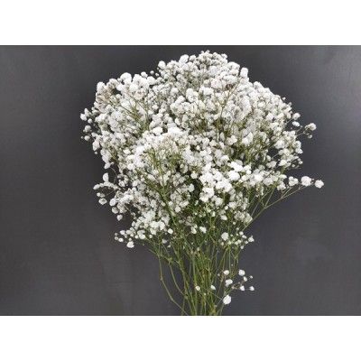GYPSOPHILE XLENCE  ex 40gr x50