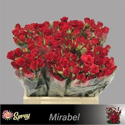 Rose Tr ROUGE 40cm EX x60