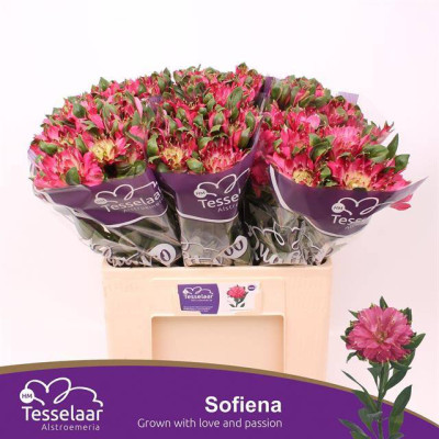 Alstromeria ROSE Top...