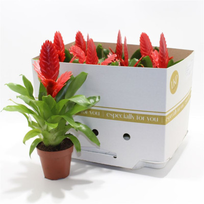 .Vries Kallisto P pot 10.5...