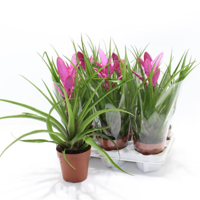 .Till Ziva pot 12 45cm