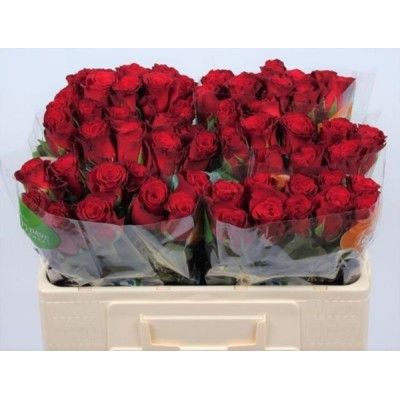 x bac Rose Gr 50cm RHODOS x60