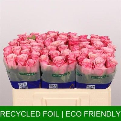 x bac Rose Gr 50cm RAMONDA...