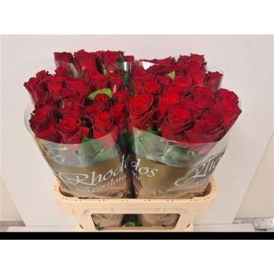 x bac Rose Gr 70cm RHODOS X180