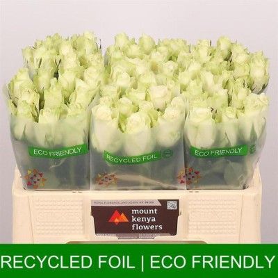 x bac Rose Gr 50cm ATHENA...