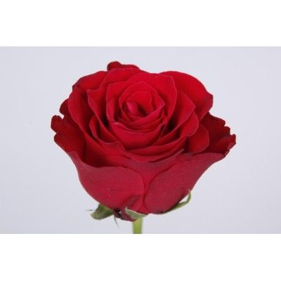 x bac Rose Gr 40cm RHODOS x120