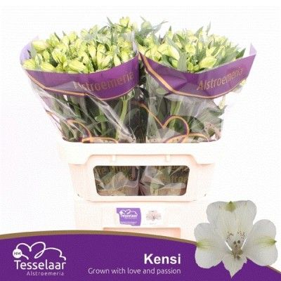 x bac ALSTROMERIA Blanc x60