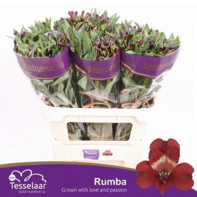 x bac ALSTROMERIA Rouge x60