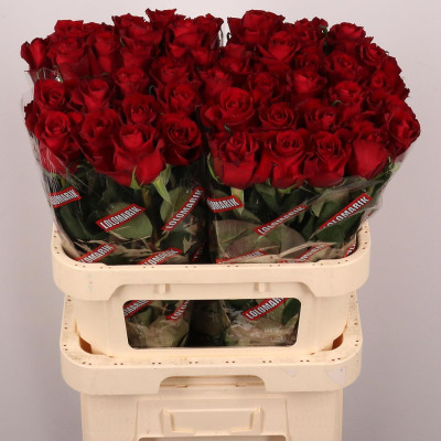 x bac gr 70CM EVER RED 70CM...