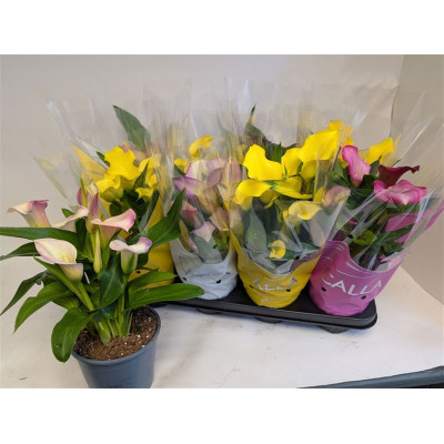 .Zant Gem pot 14 35cm