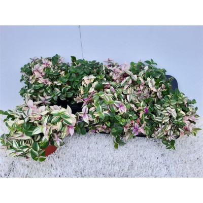 .Trad Fl Quadricolor pot 12...