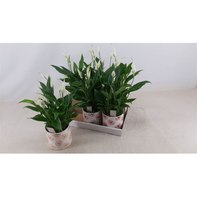 .Spath Bellini pot 13 40cm