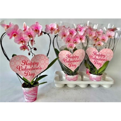 .Phal Ov Roze pot 12 50cm...