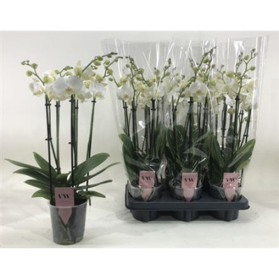 .Phal An Inverness pot 12 40cm