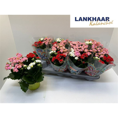 .Kal Ge Gem I Pot pot 13 25cm