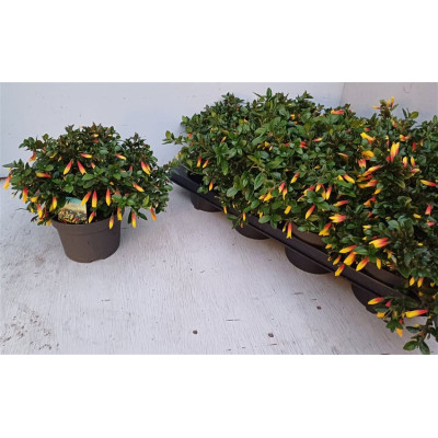 .Justicia Ov pot 13 25cm