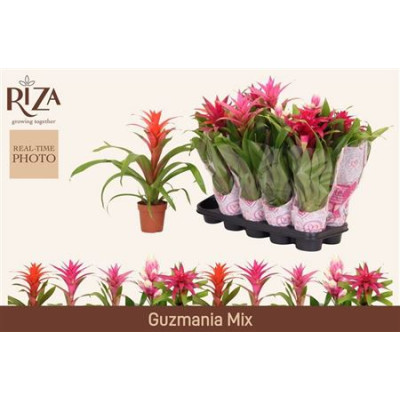 .Guzm Gem pot 12 45cm