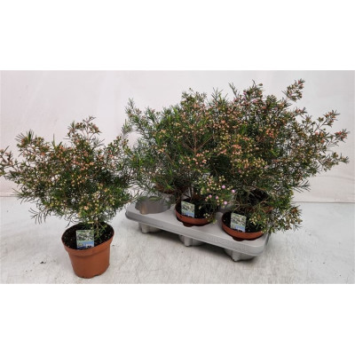 .Chamel U Ov pot 12 30Cm