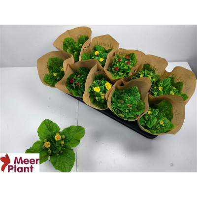 .Calc X Herbeohybrida pot...